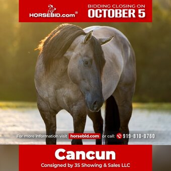 "Cancun" Grullo Gelding Draft