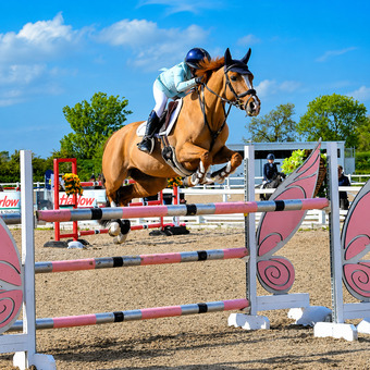 "Caramel" Buckskin Gelding Pony