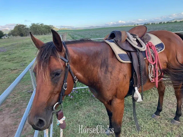 "Kodak " Bay Mare Quarter Horse in British Columbia
