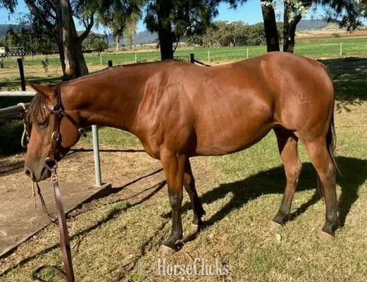 "Kodak " Bay Mare Quarter Horse