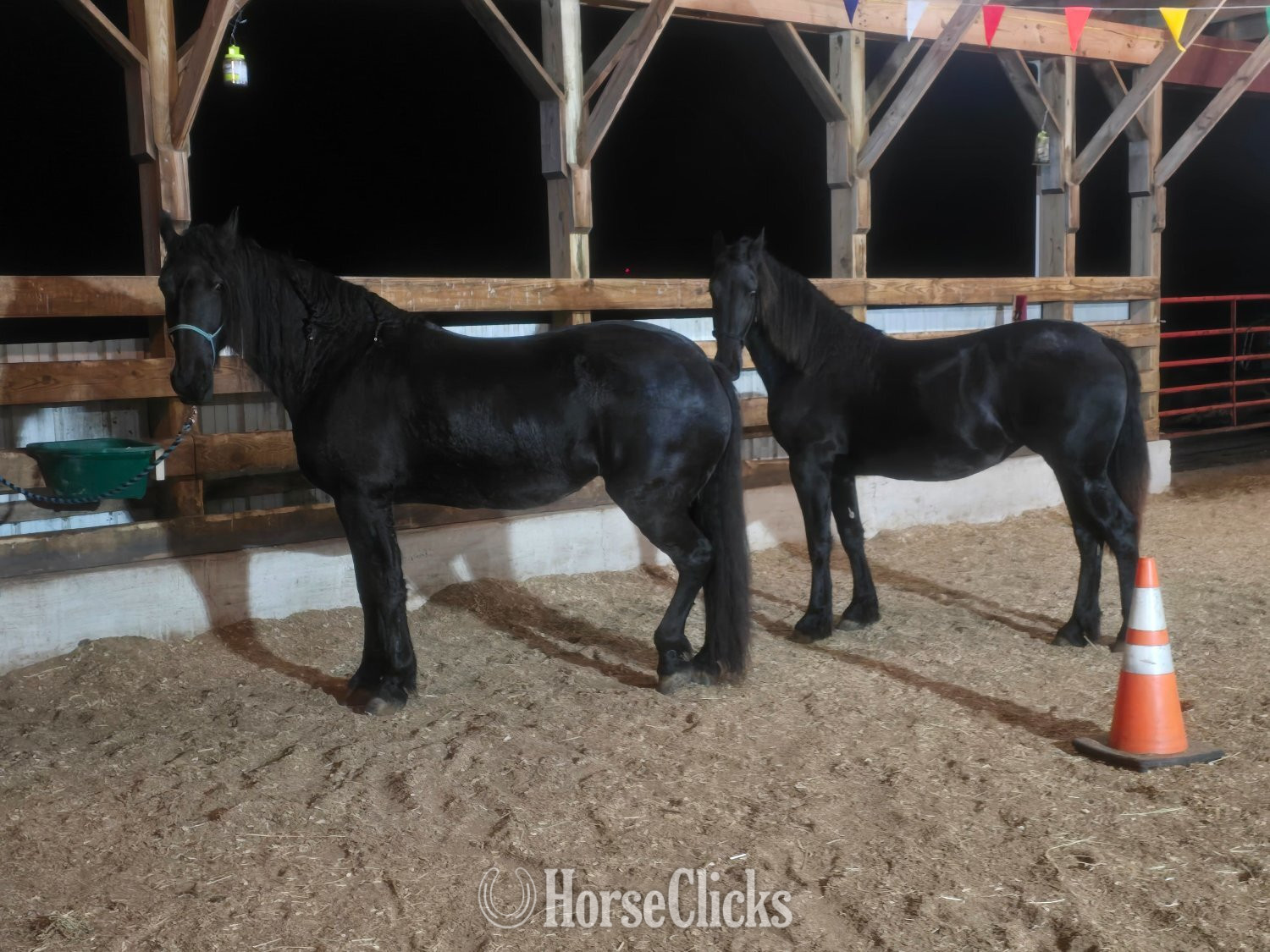 "Hope and Onyx" Black Mare Friesian - Friesian in Pennsylvania