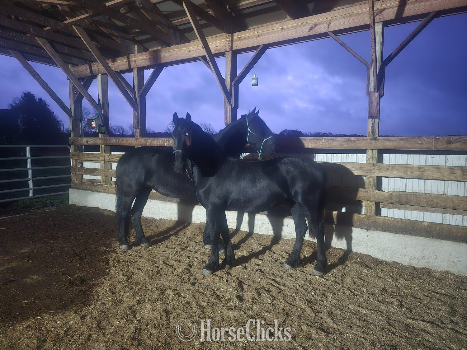 "Hope and Onyx" Black Mare Friesian - Friesian