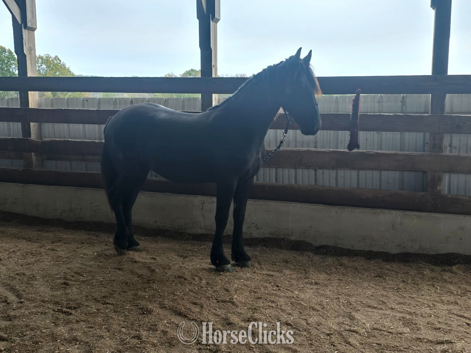 "Hope and Onyx" Black Mare Friesian Pennsylvania