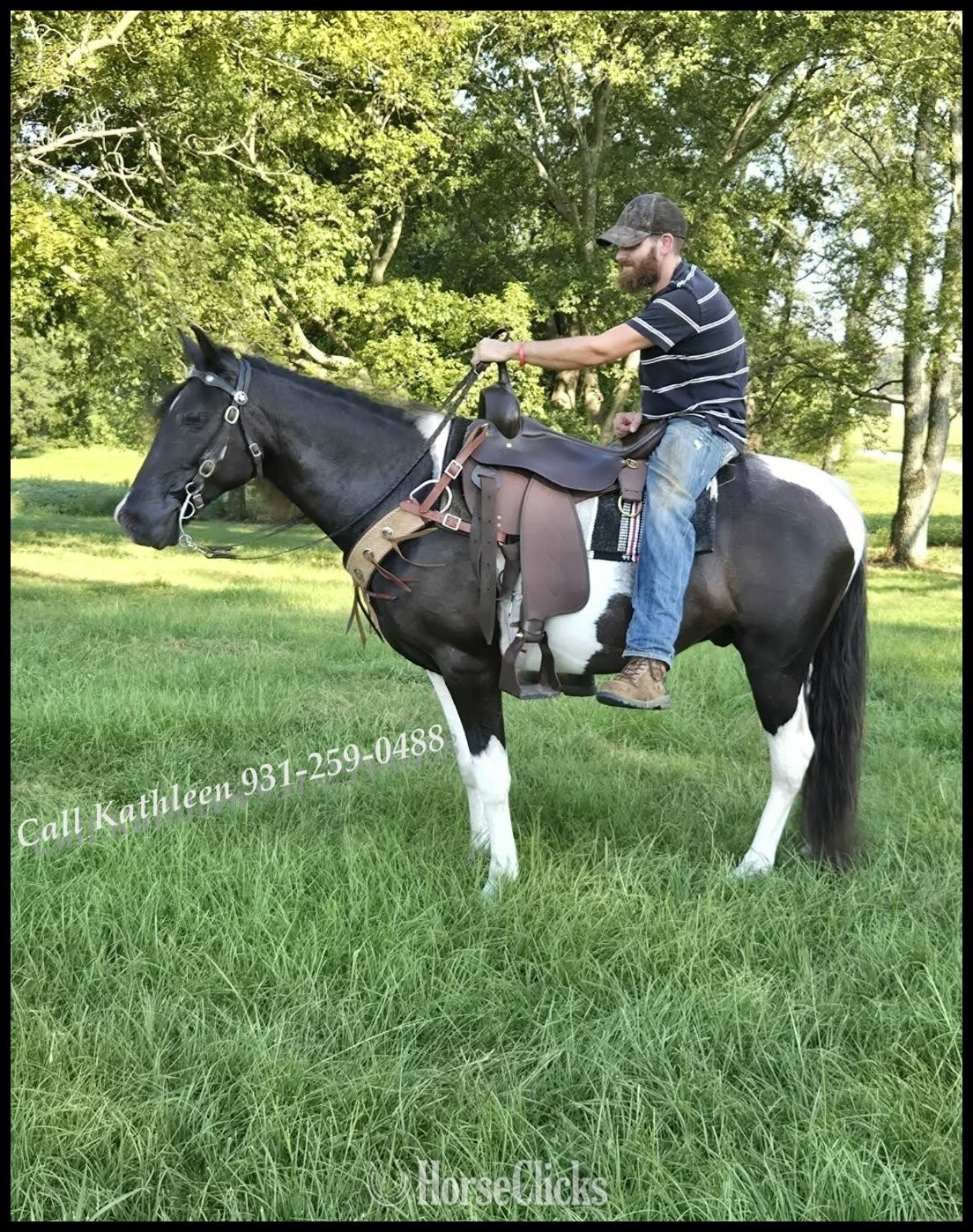"Dior" Tabiano Gelding Tennessee Walker