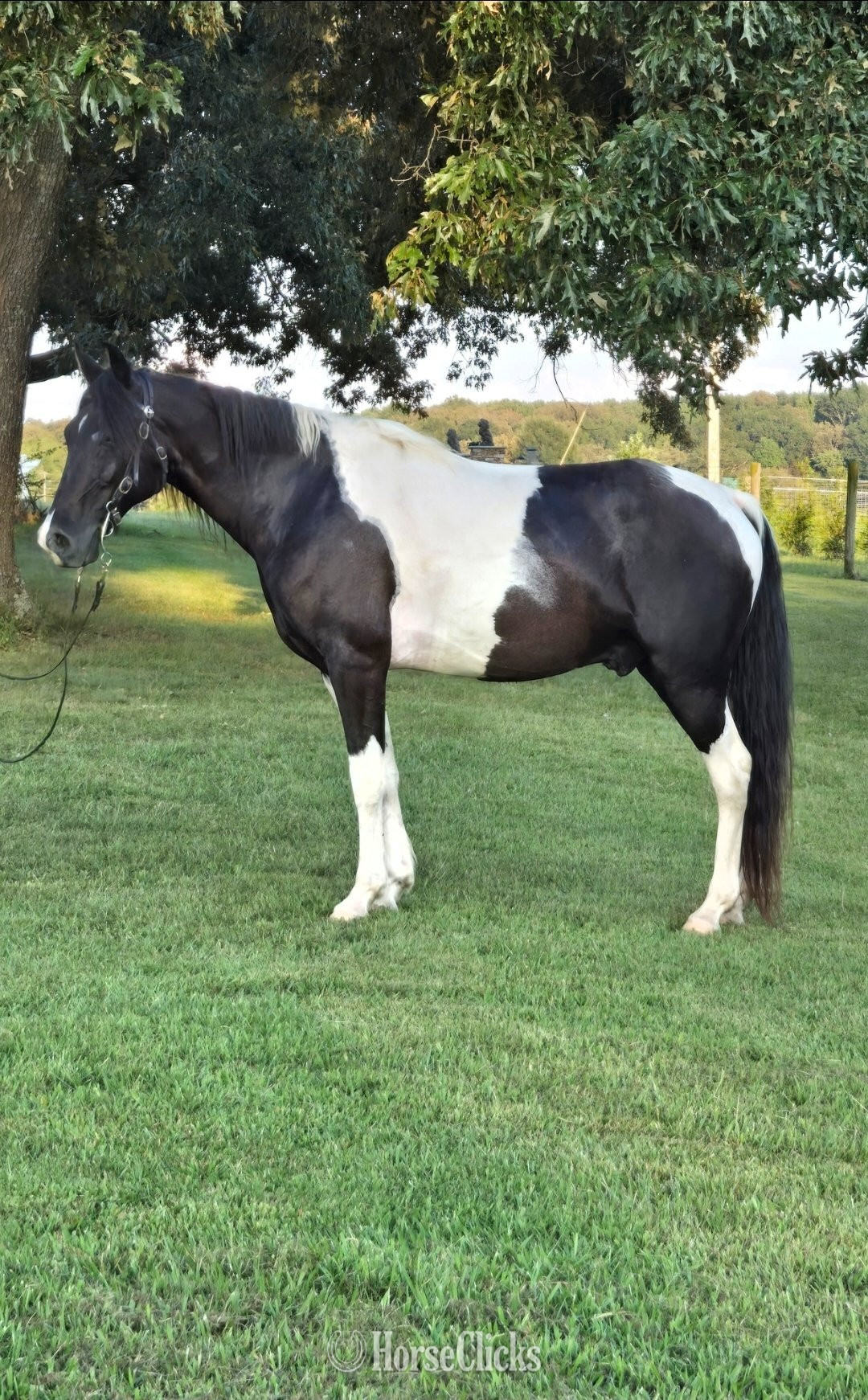 Tennessee "Dior" Tabiano Gelding Spotted Saddle