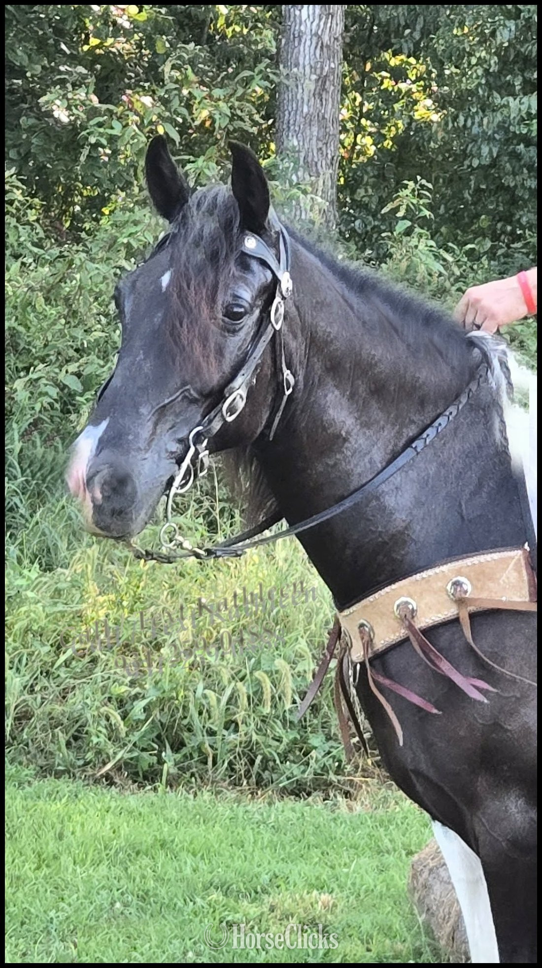Tennessee "Dior" Tabiano Gelding Tennessee Walker