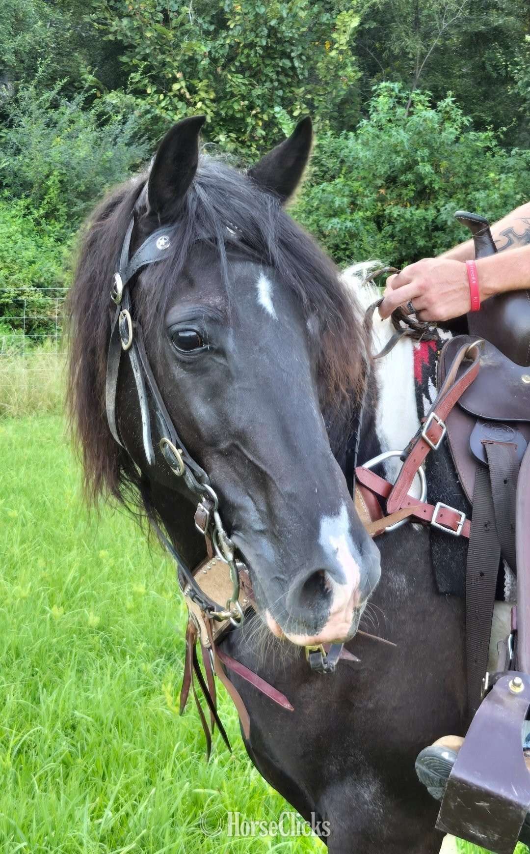 "Dior" Tabiano Gelding Spotted Saddle - Spotted Saddle in Tennessee