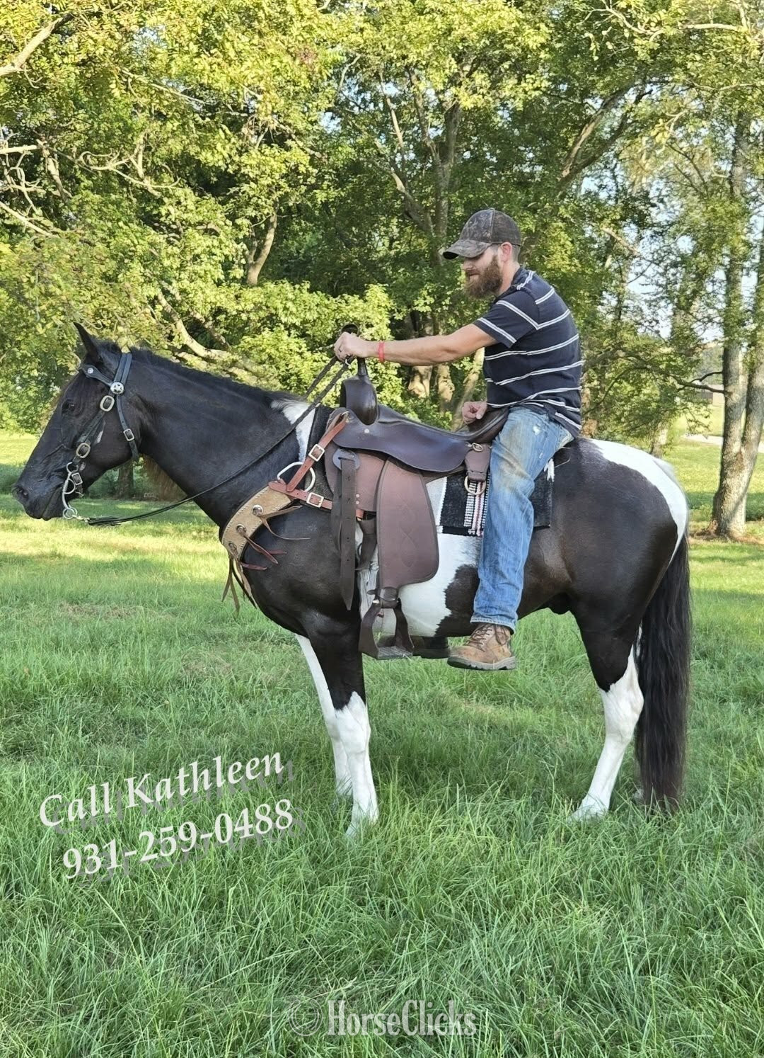 "Dior" Tabiano Gelding Tennessee Walker - Tennessee Walker in Tennessee