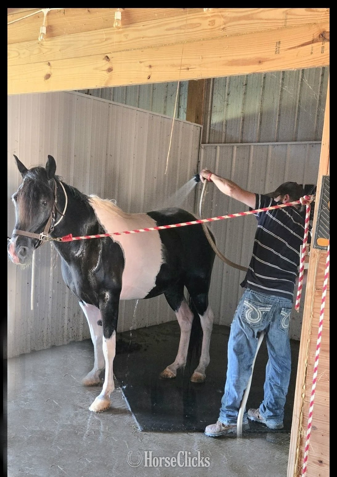 "Dior" Tabiano Gelding Tennessee Walker - Tennessee Walker