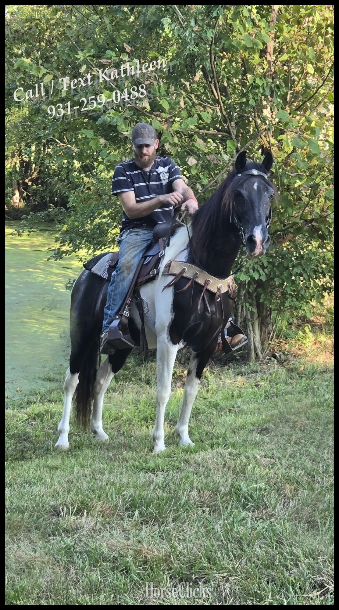 Tennessee Walker - "Dior" Tabiano Gelding Tennessee Walker in Tennessee