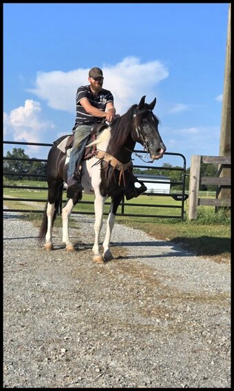 "Dior" Tabiano Gelding Spotted Saddle