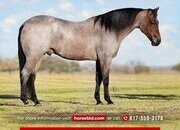 "Clyde" Bay Roan Gelding Quarter Horse