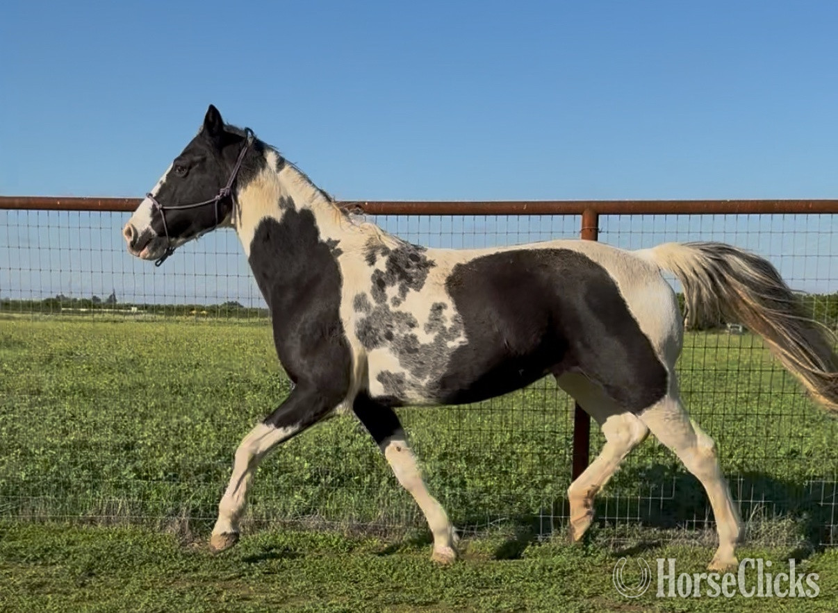 "Candy " Tabiano Mare Spotted Saddle in California
