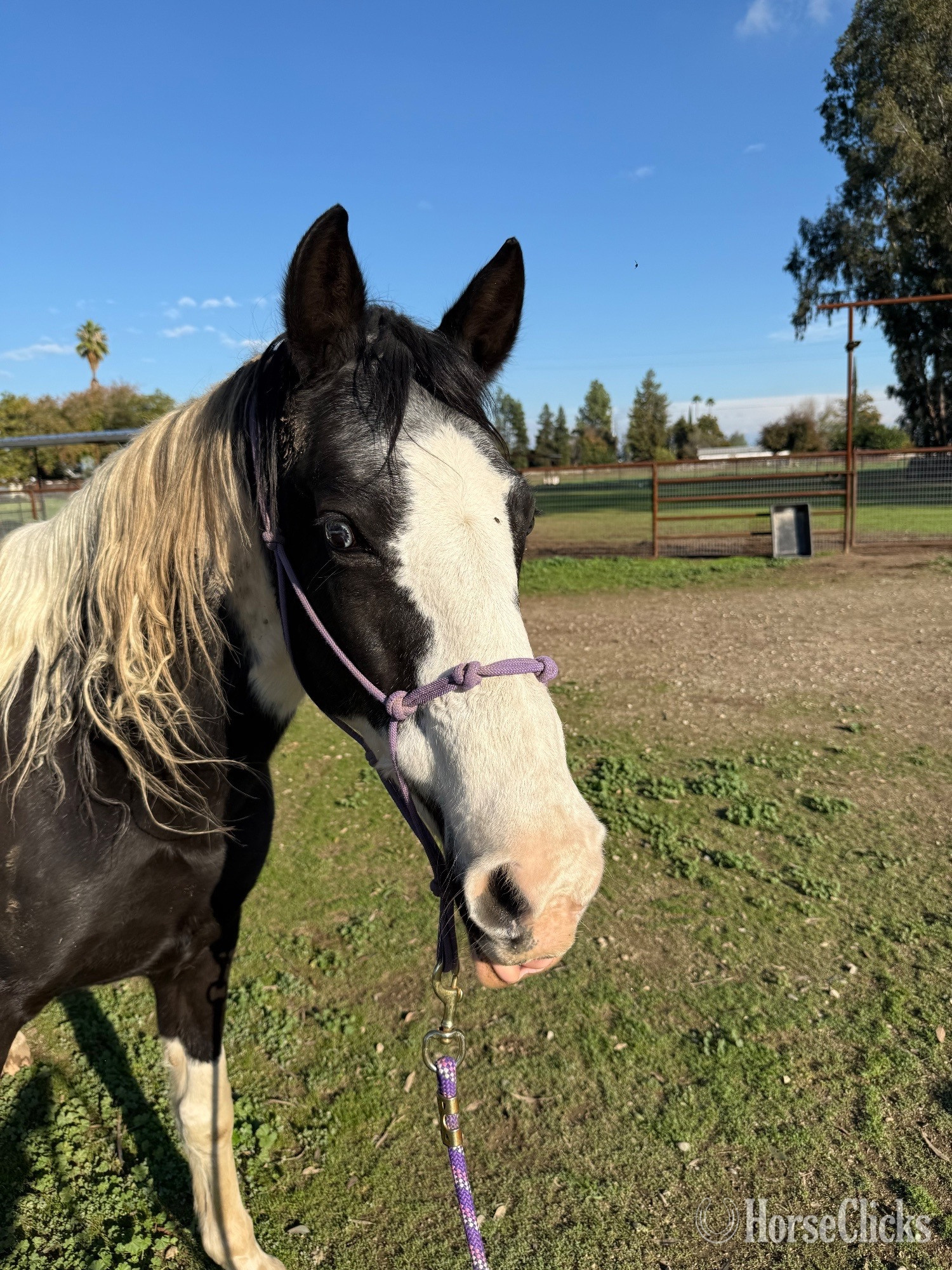"Candy " Tabiano Mare Spotted Saddle