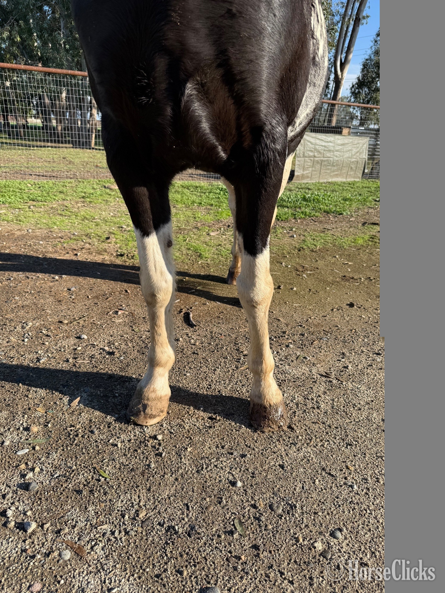 California "Candy " Tabiano Mare Spotted Saddle