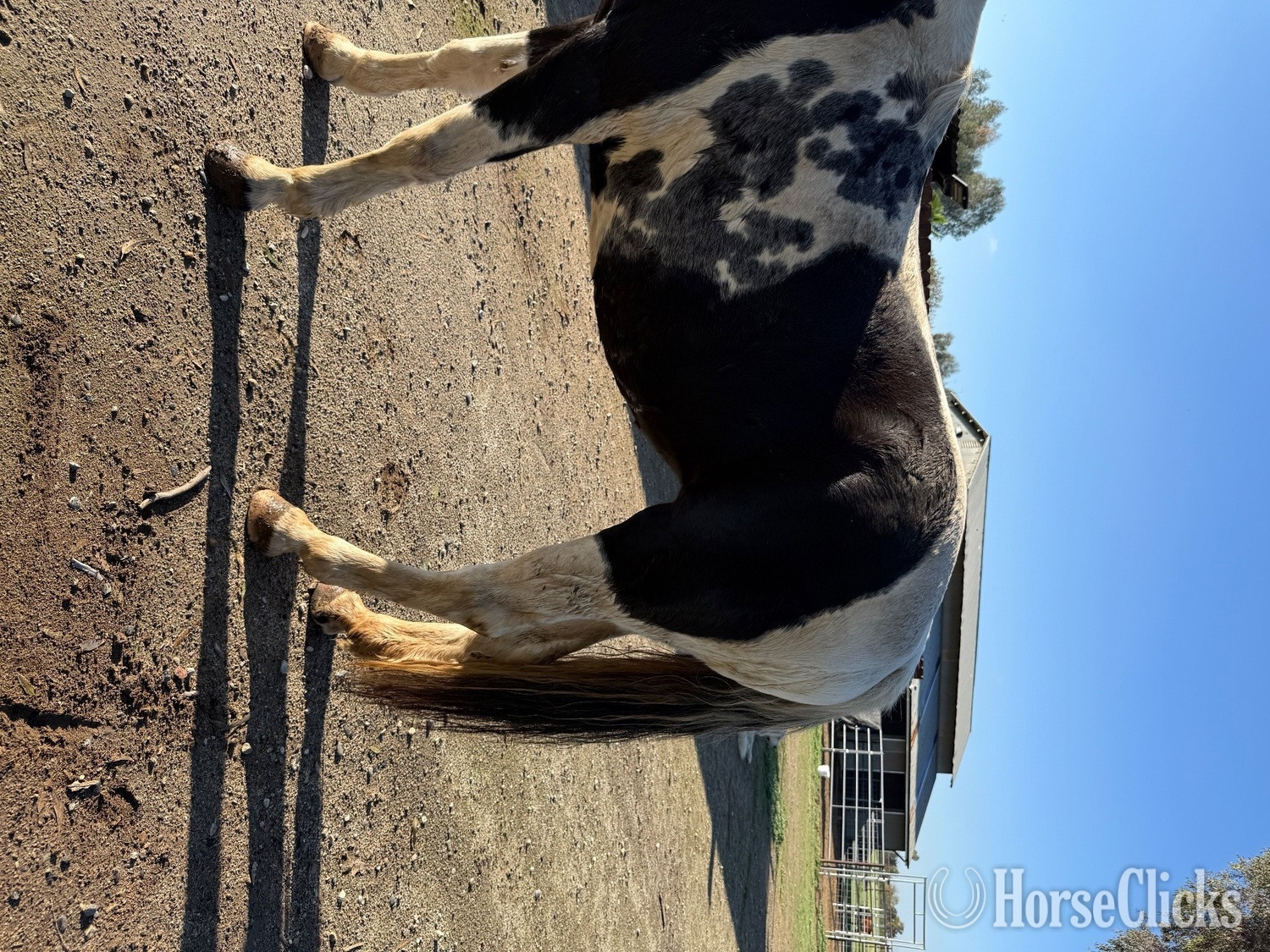 "Candy " Tabiano Mare Spotted Saddle - Spotted Saddle in California