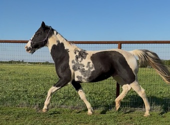 "Candy " Tabiano Mare Spotted Saddle