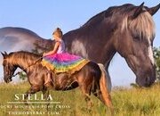 "Stella" Silver Dapple Mare Rocky Mountain