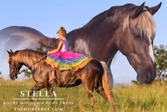 "Stella" Silver Dapple Mare Rocky Mountain