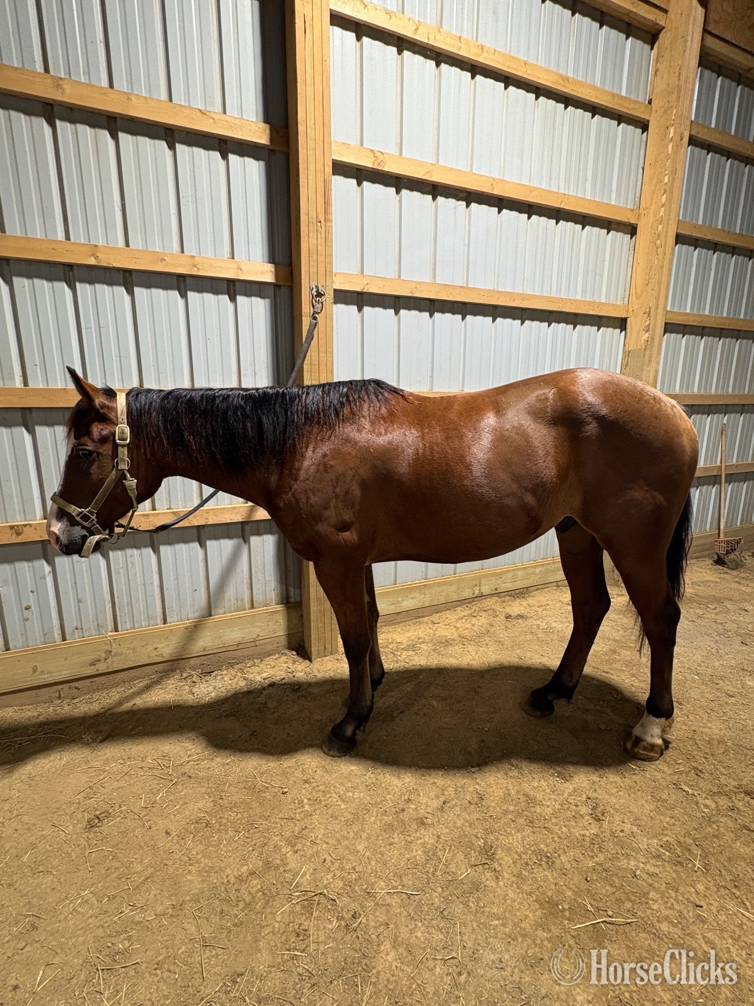 "Max" Bay Gelding Quarter Horse in Ohio