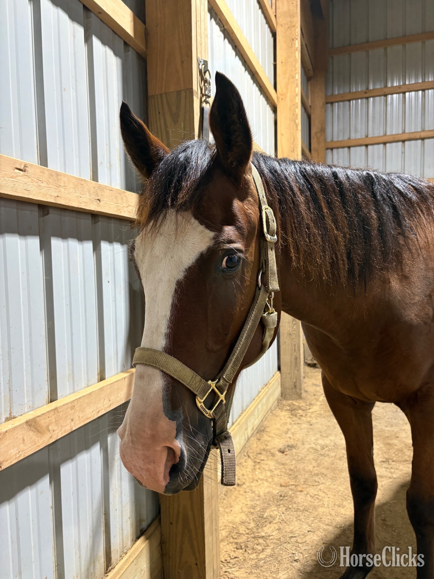 "Max" Bay Gelding Quarter Horse
