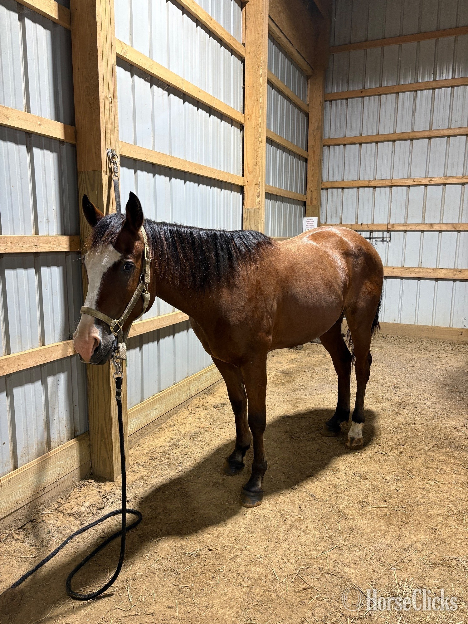 Ohio "Max" Bay Gelding Quarter Horse