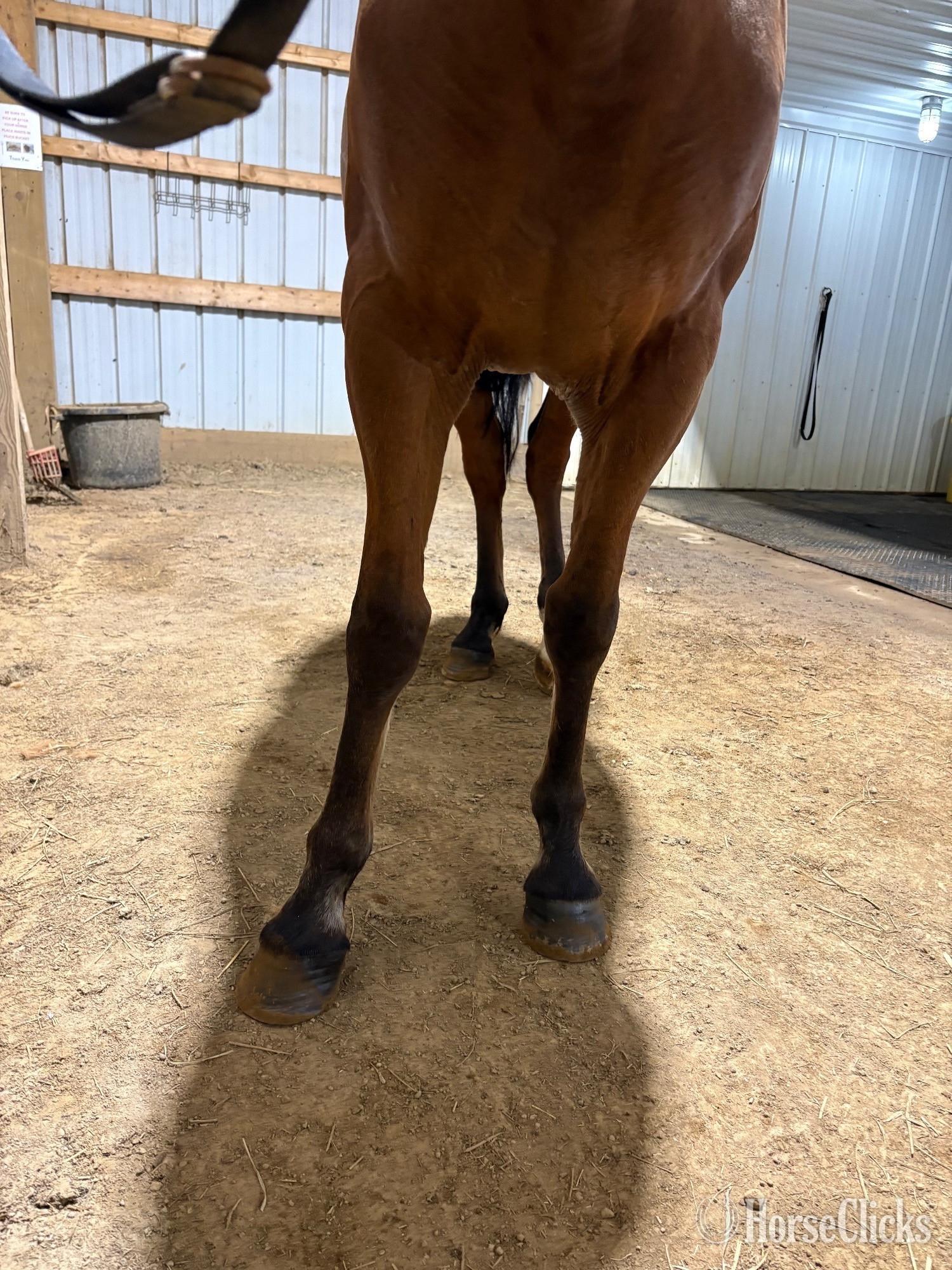 "Max" Bay Gelding Quarter Horse - Quarter Horse in Ohio