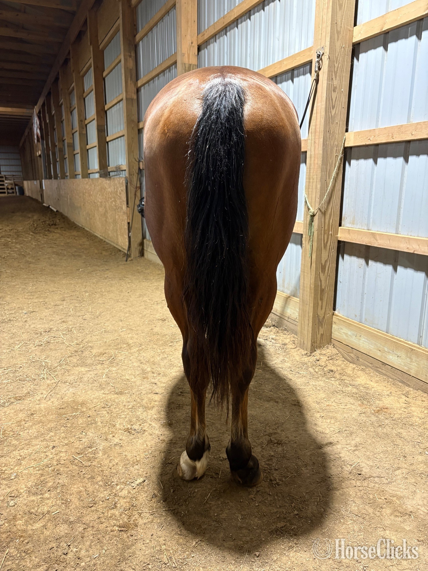 "Max" Bay Gelding Quarter Horse - Quarter Horse