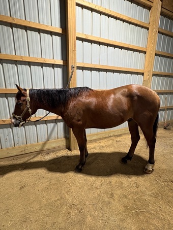 "Max" Bay Gelding Quarter Horse