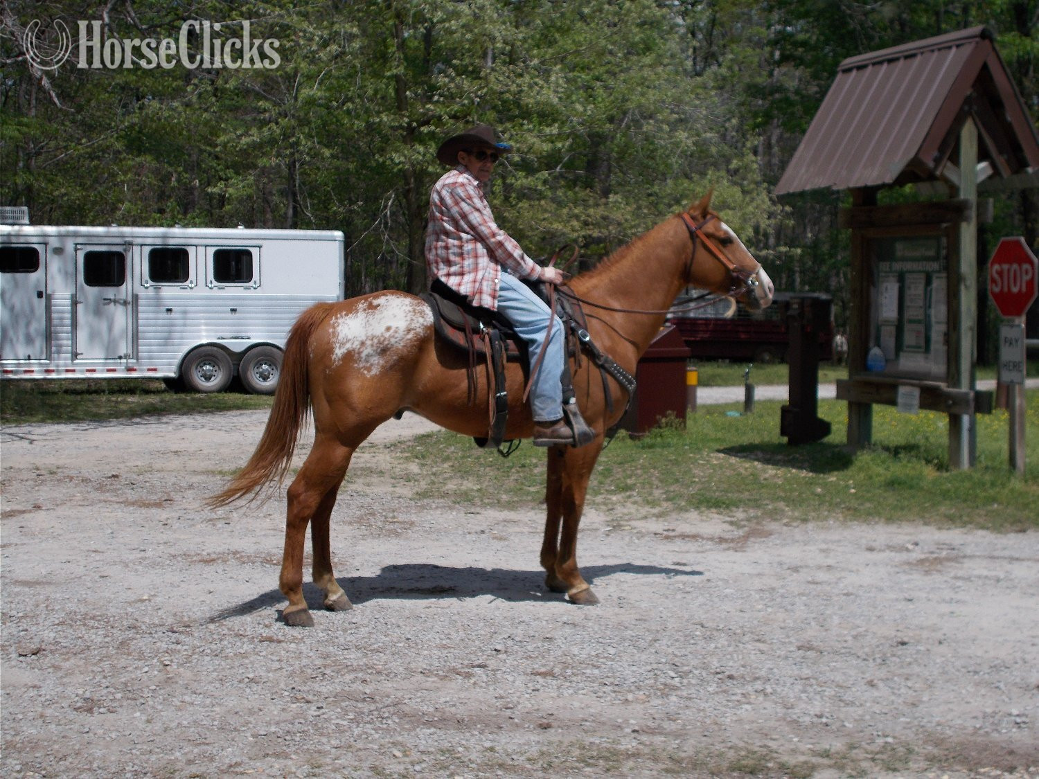 "K W LEO DEL REY"  Gelding Appaloosa in Alabama