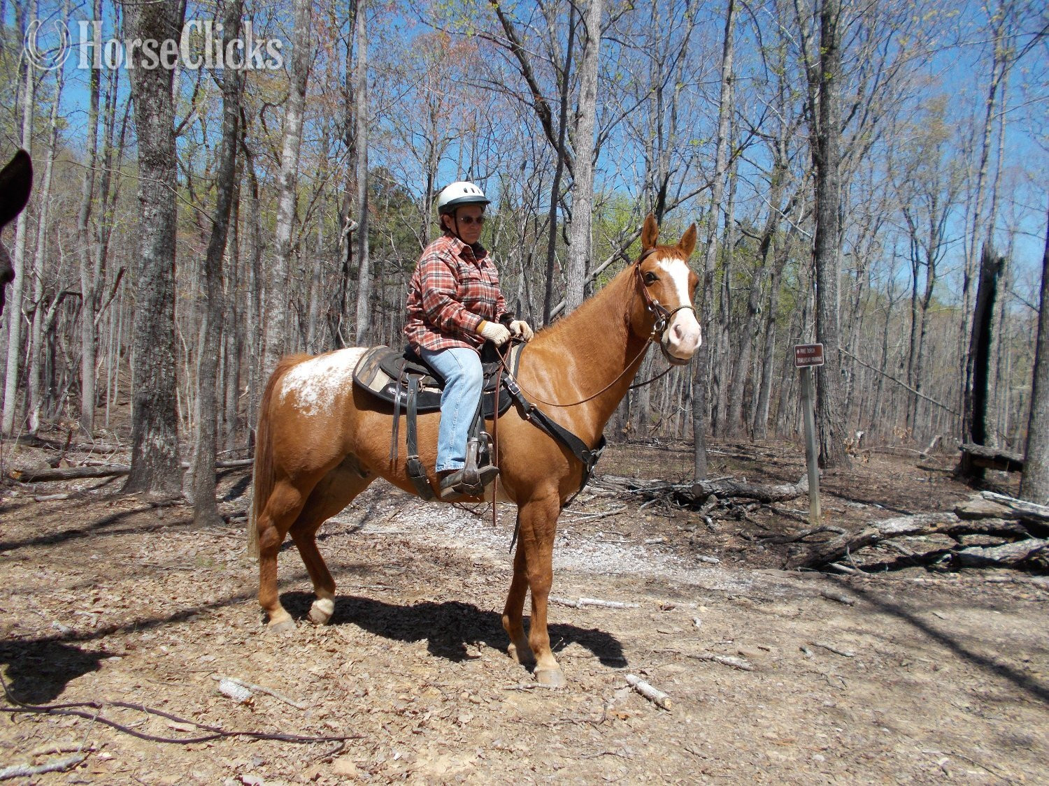 "K W LEO DEL REY"  Gelding Appaloosa