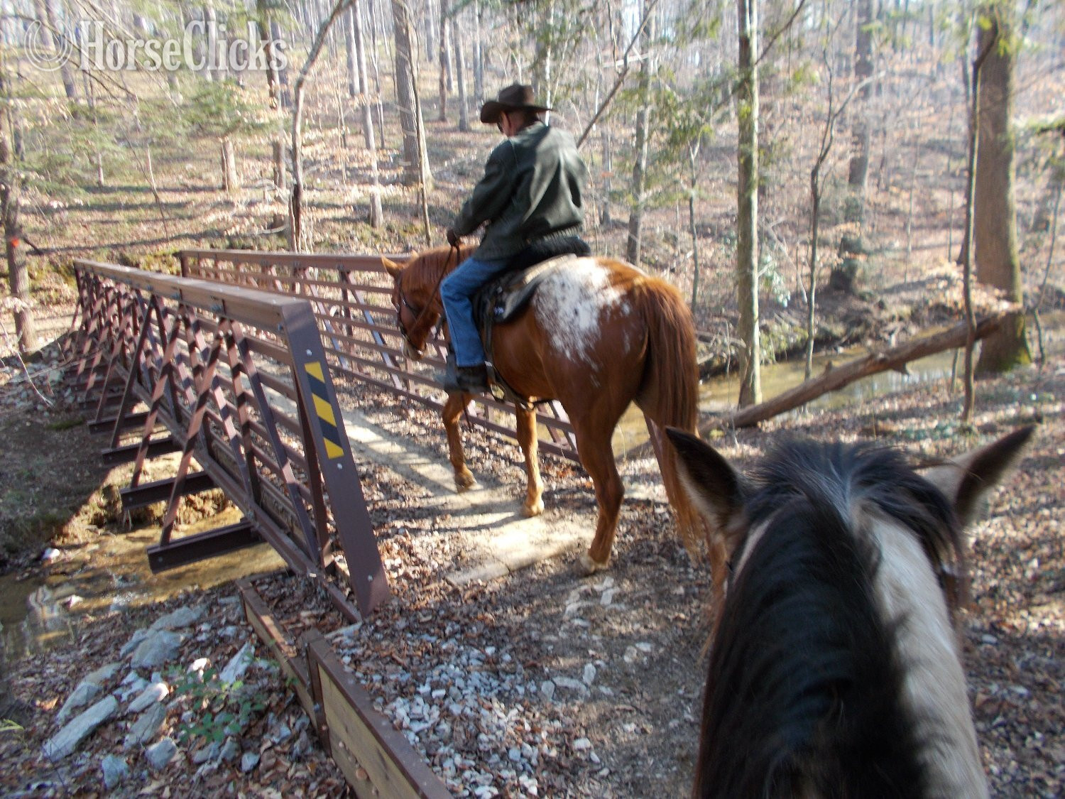 Alabama "K W LEO DEL REY"  Gelding Appaloosa