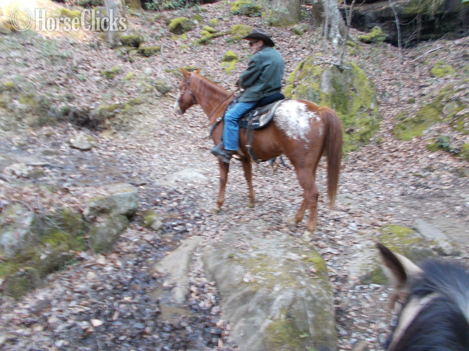 "K W LEO DEL REY"  Gelding Appaloosa - Appaloosa