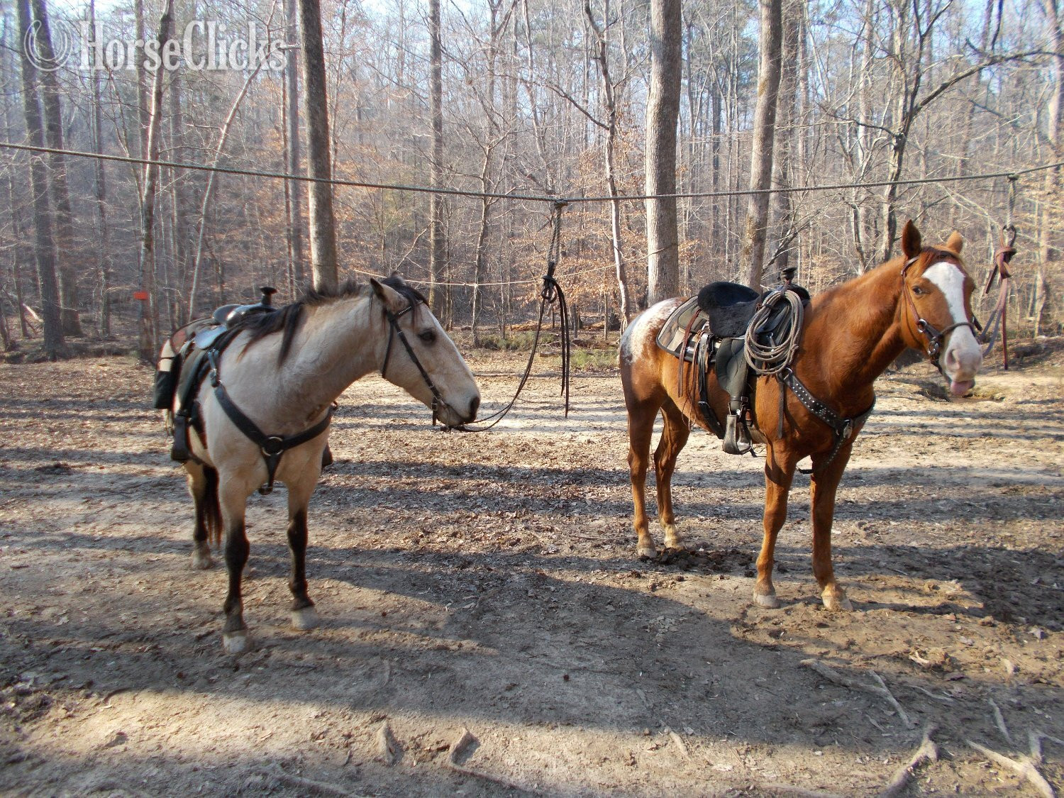 Appaloosa - "K W LEO DEL REY"  Gelding Appaloosa in Alabama