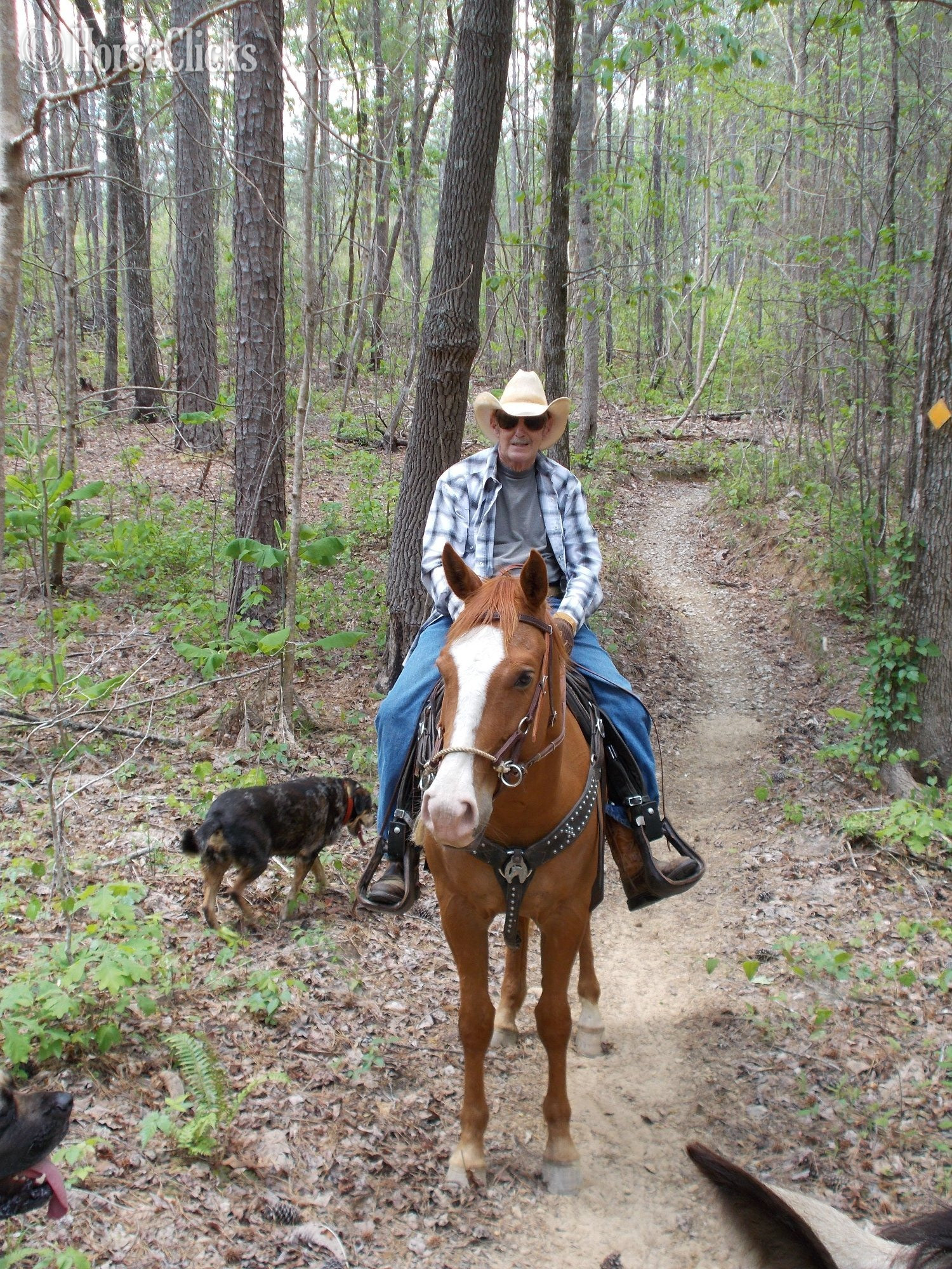Appaloosa - "K W LEO DEL REY"  Gelding Appaloosa