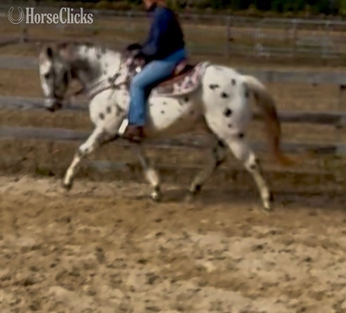 "Mr Spots " Spotted Gelding Other Breed in Florida