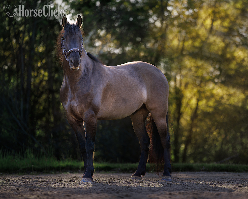 "RSV Mousey Onyx" Grullo Gelding Friesian