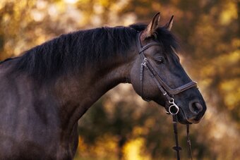 "RSV Mousey Onyx" Grullo Gelding Friesian