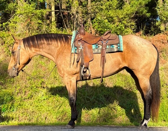 "Cheyenne" Buckskin Mare Quarter Horse