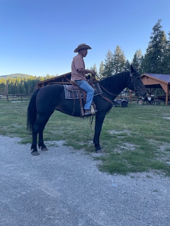 "Star" Black Mare Percheron