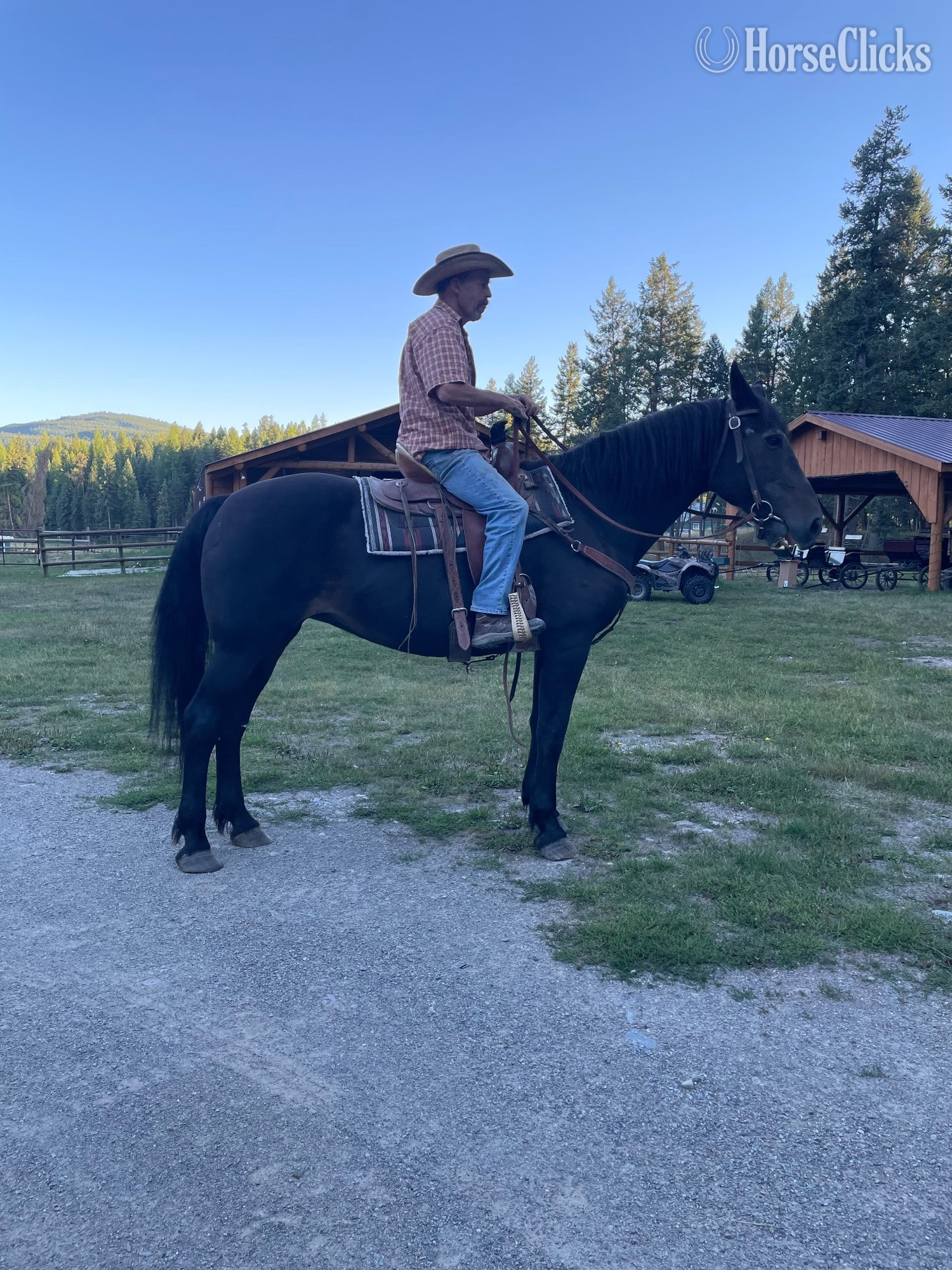 "Star" Black Mare Percheron in Montana