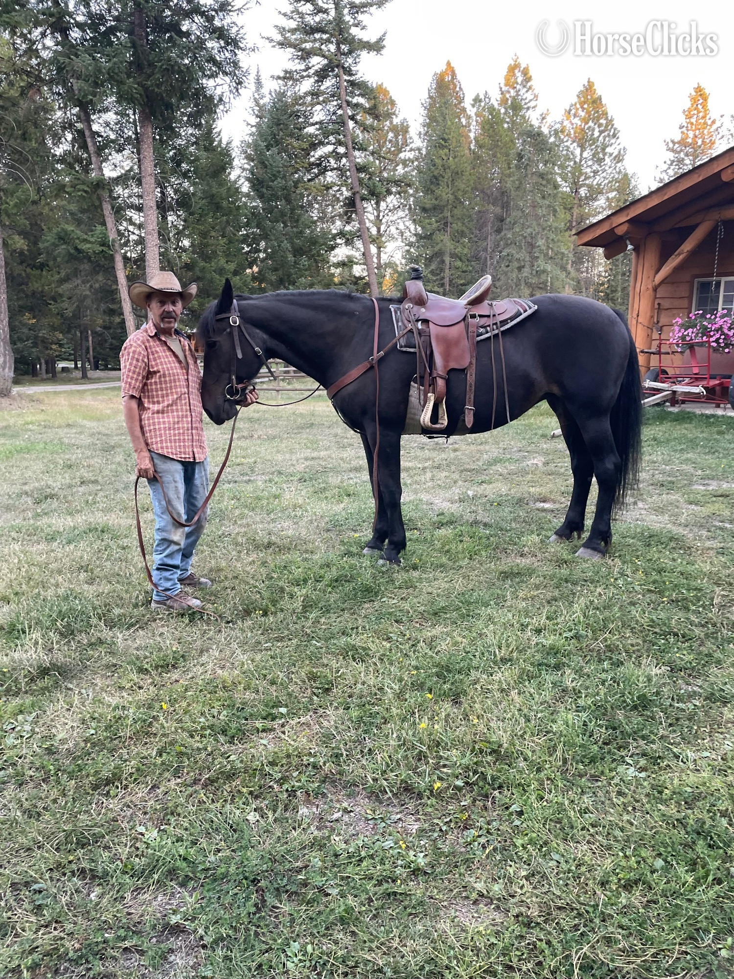 "Star" Black Mare Percheron