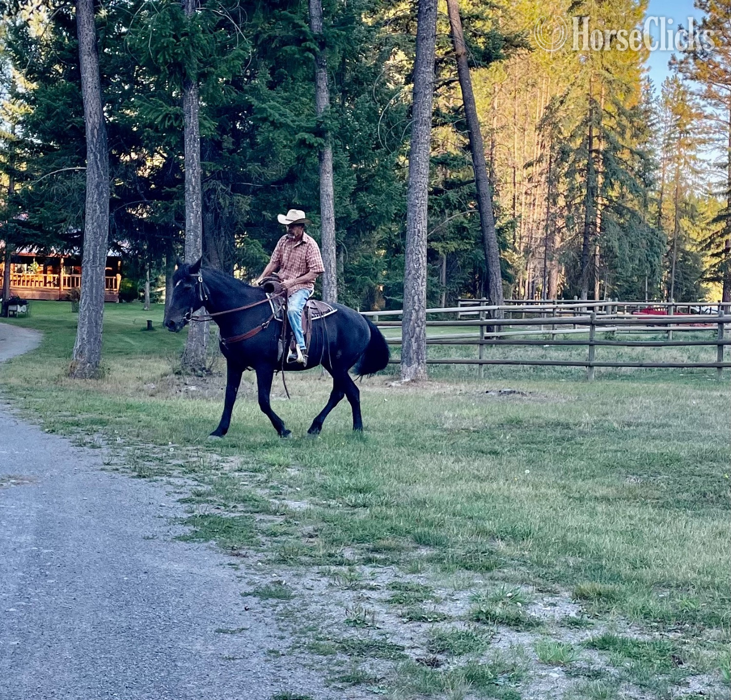 Montana "Star" Black Mare Percheron