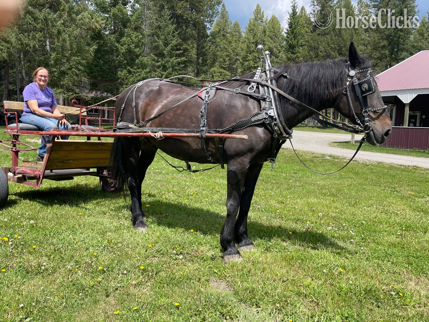 "Star" Black Mare Percheron - Percheron in Montana