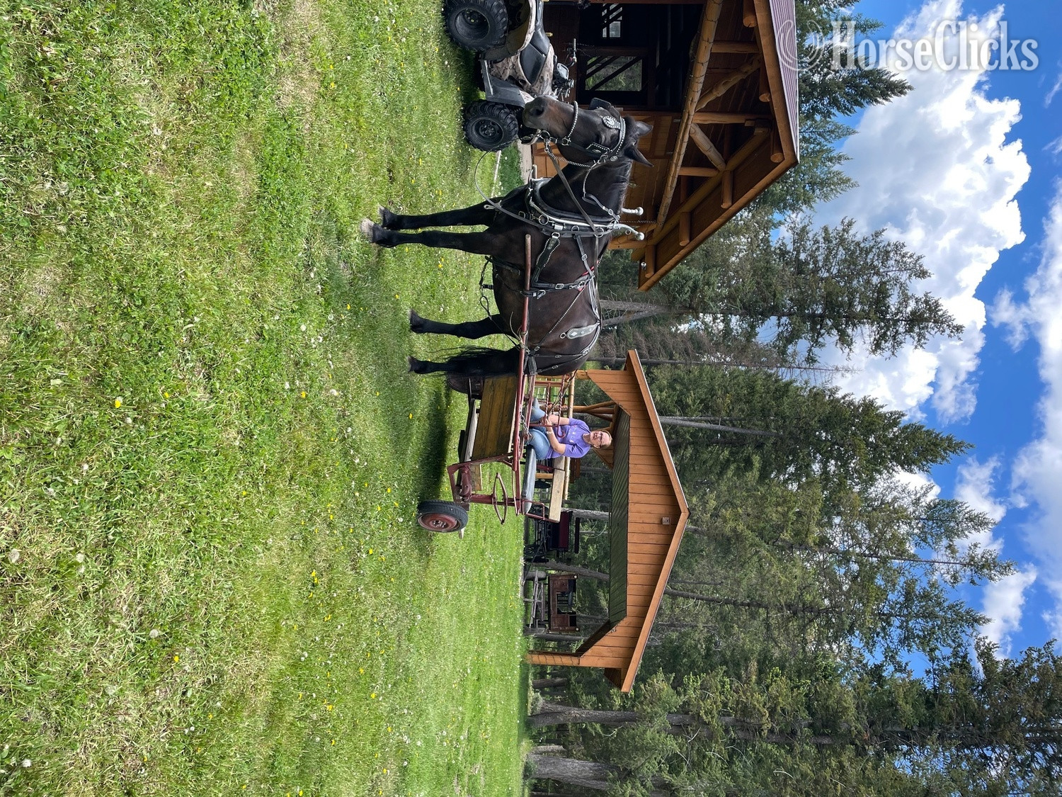 "Star" Black Mare Percheron - Percheron