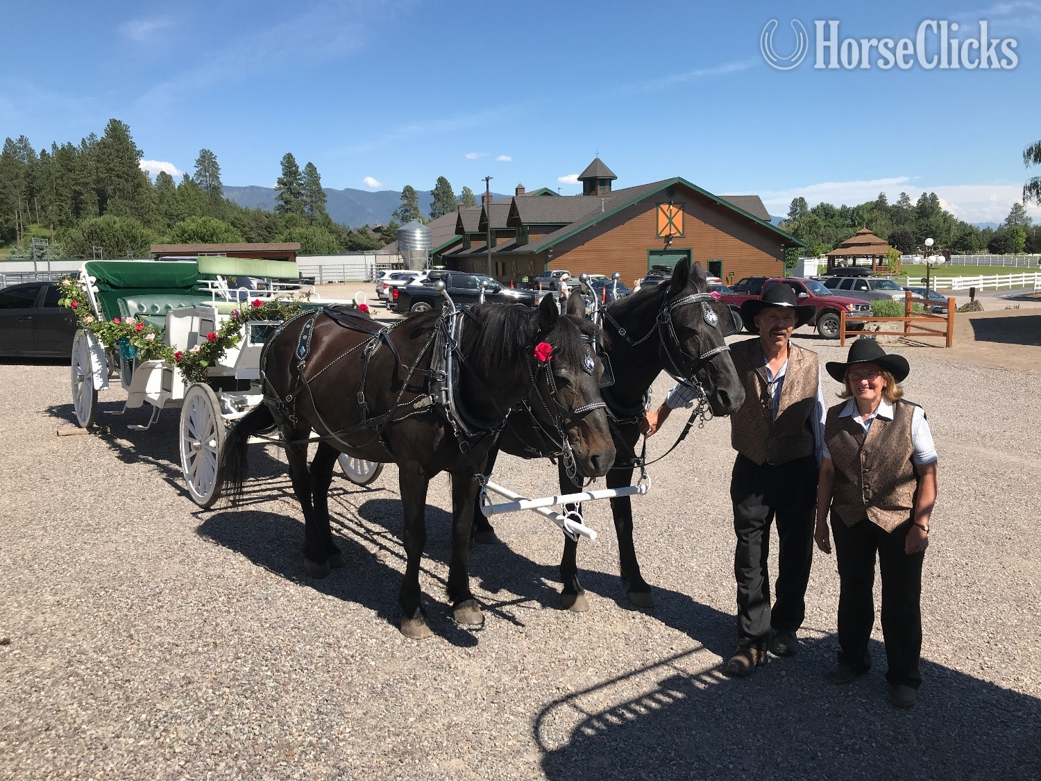 "Star" Black Mare Percheron Montana