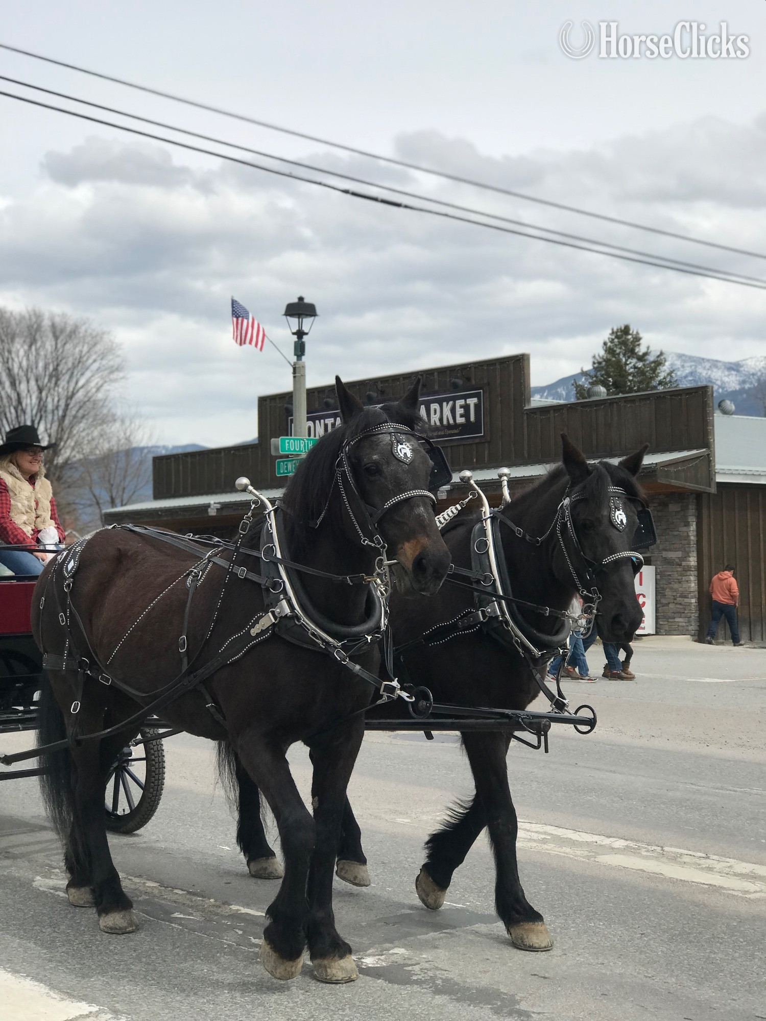 Percheron - "Star" Black Mare Percheron