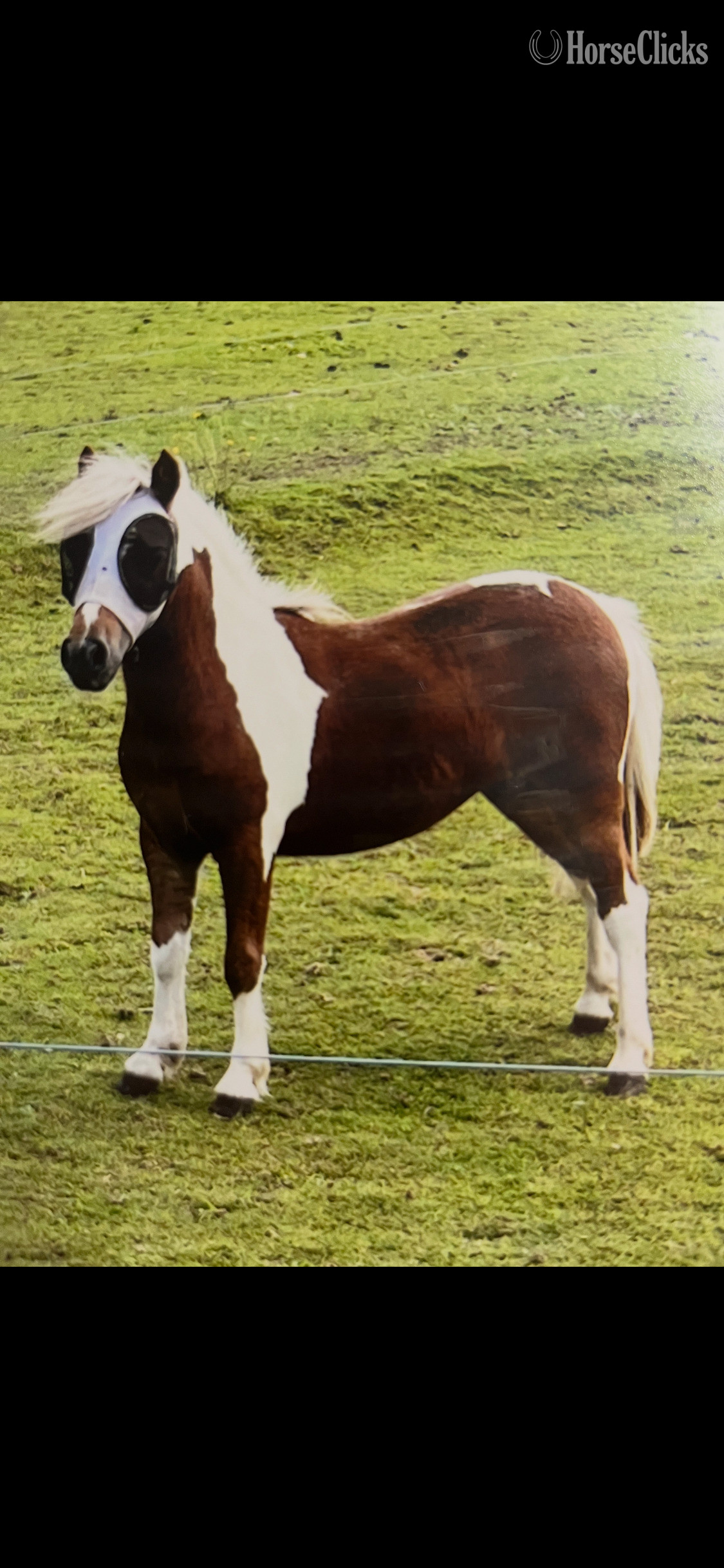 "Squirt" Pinto Mare Pony in Pennsylvania