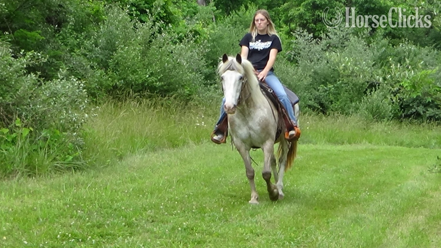 "Chip" Red Roan Gelding Appaloosa in Pennsylvania