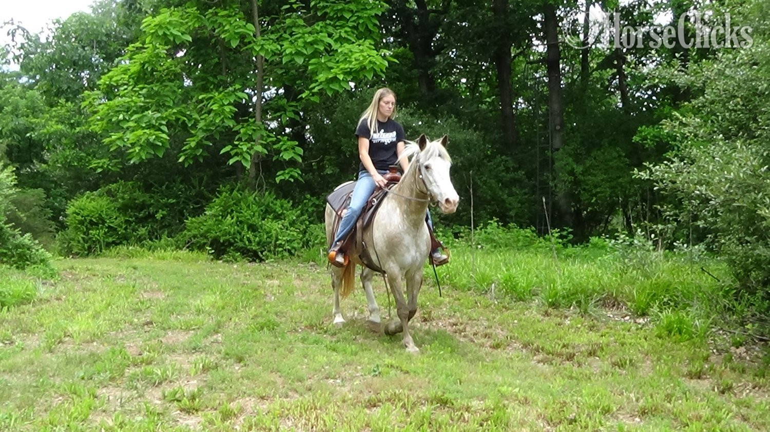 "Chip" Red Roan Gelding Appaloosa